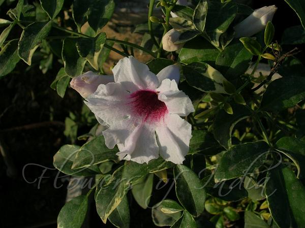 Bower Vine